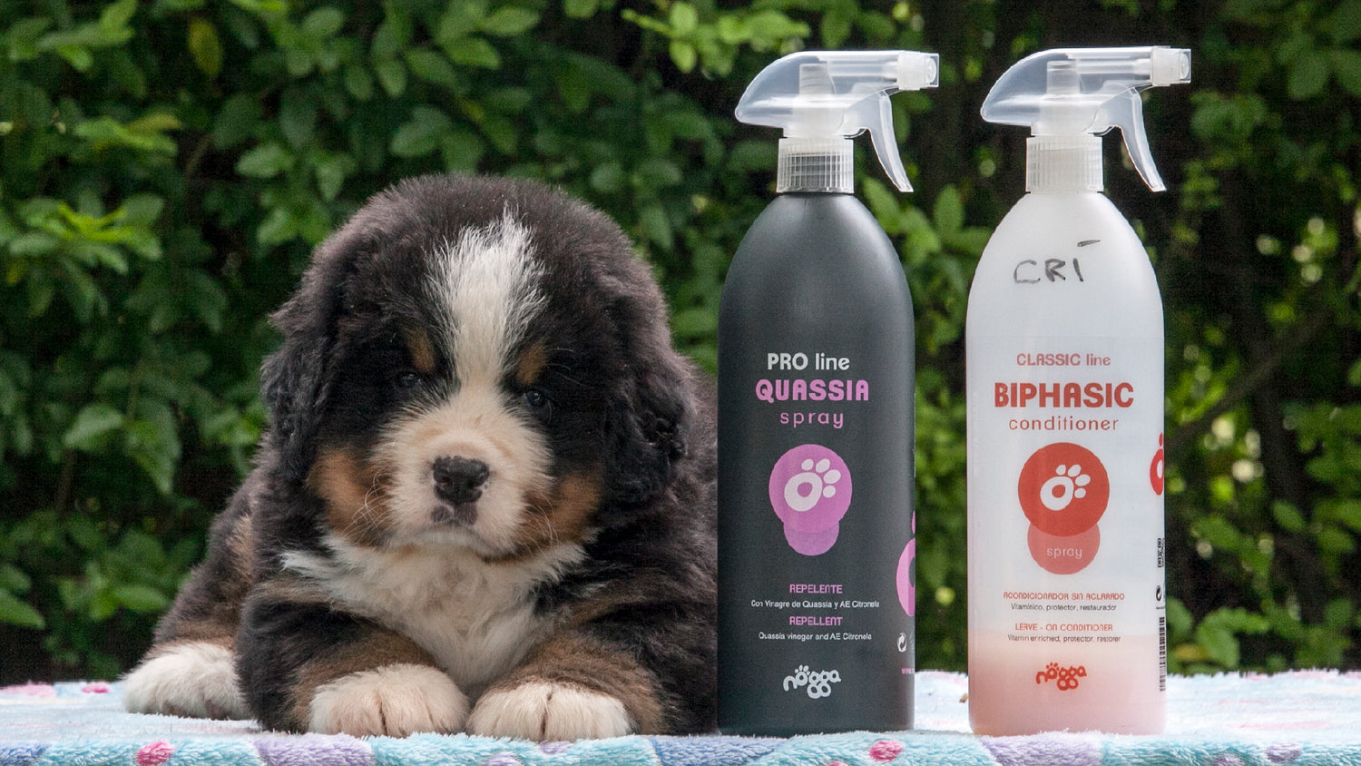 Shampoo per Cani Naturali, Dermatologici e per Ogni Esigenza